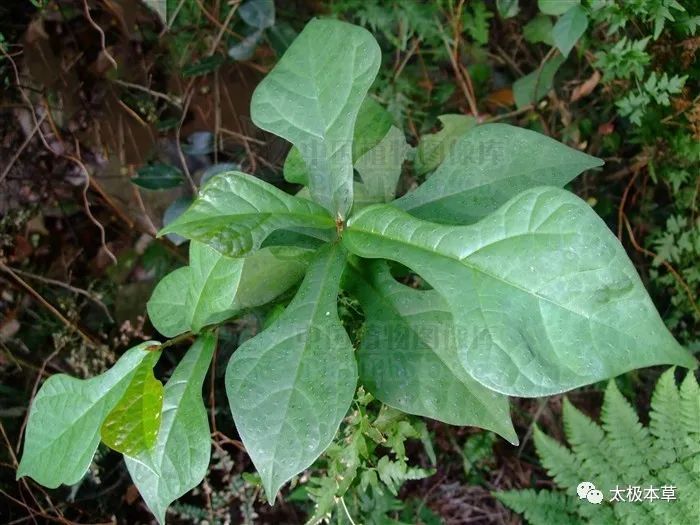 来源产地 桑科榕属植物琴叶榕,以根或叶入药 根,全年可采,秋季为佳