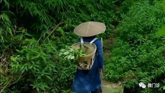 退休老药师“以筋治筋”的方子！一味药，治周身筋骨疼，请你品味