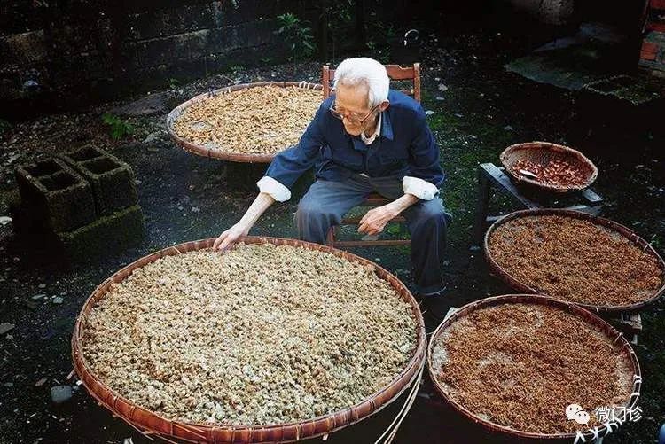 退休老药师“以筋治筋”的方子！一味药，治周身筋骨疼，请你品味