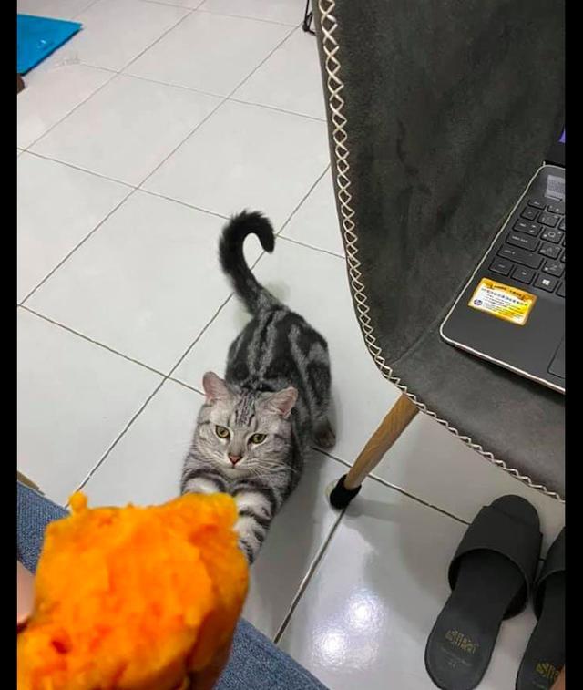 主人在吃红薯，猫咪也要凑过来抢：吃的啥，让我看看嘛！