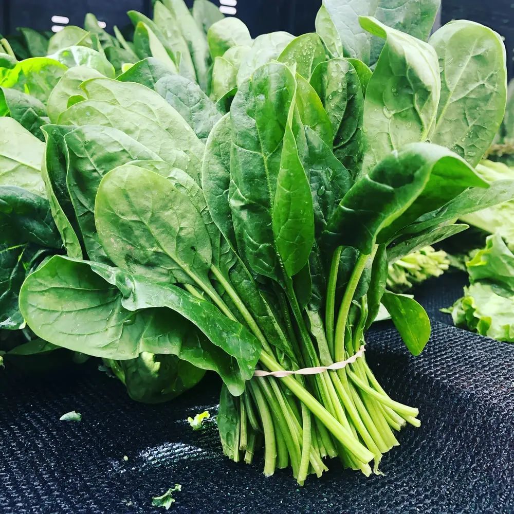 冬天吃不起菜?新西兰华人6月种菜攻略,适合新人上手