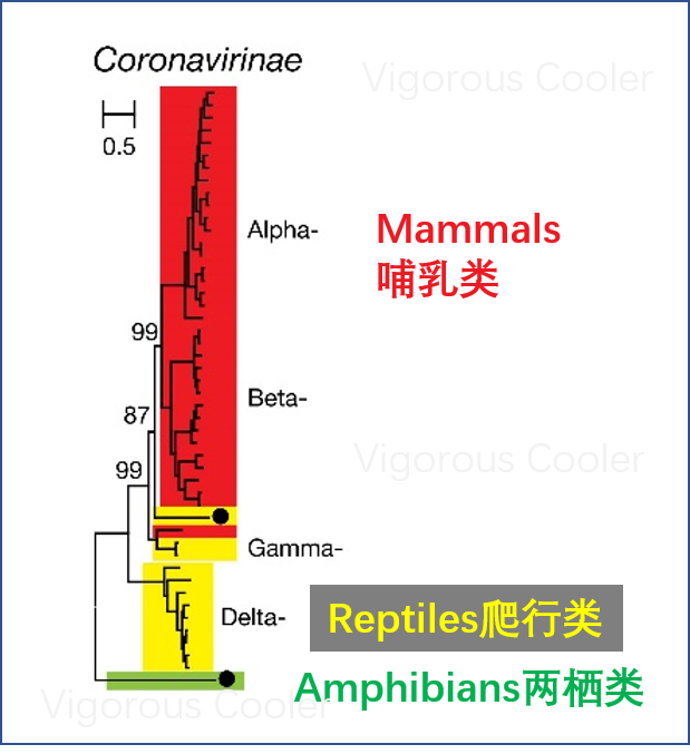 较真丨三文鱼几乎不可能感染新冠病毒，但暂时别生吃了