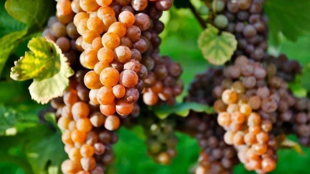 pinot gris