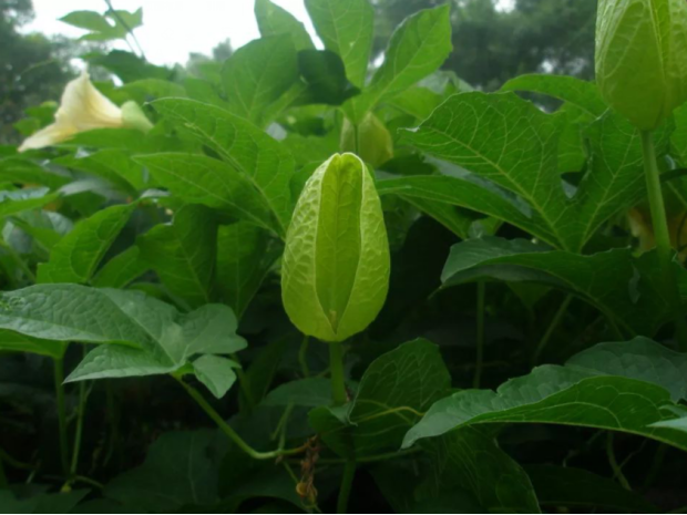 荒野维生野菜系列——木鳖果