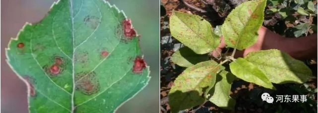 6下7上严防早熟苹果炭疽叶枯病来袭图片