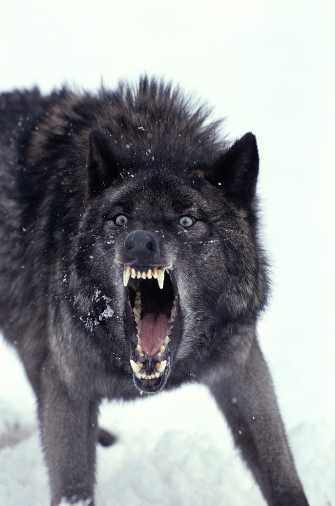 狼是一种 凶狠,顽强,且聪明的动物;注重狼群的 团队协同作战,忍耐力