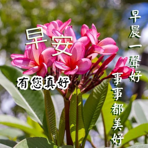 早上好问候语,早起第一声问候句子