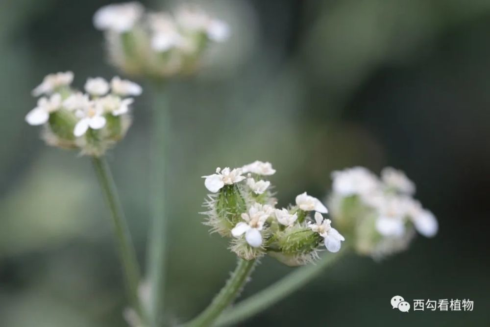 9 刺果芹 turgenia latifolia 伞形科刺果芹属 栽培地点:展览温室