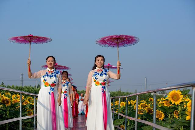 邹平蝶恋谷:葵花朵朵开 游客呵呵乐