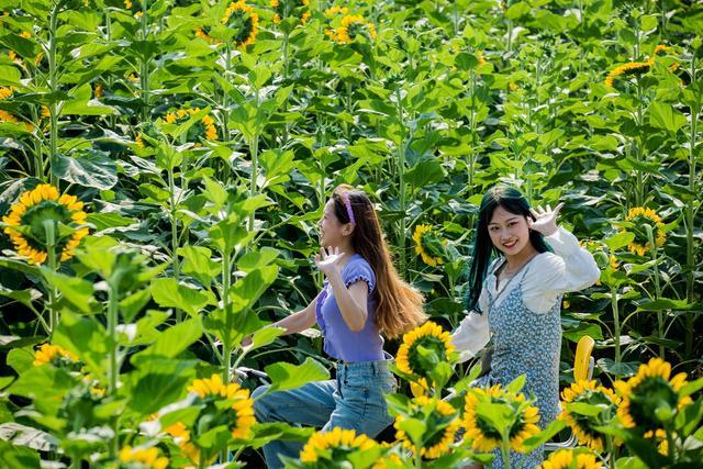 邹平供销蝶恋谷:骑行在葵花园 绽放无羁的青春