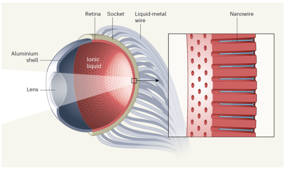 4000万盲人有救了!"仿生眼"问世,5 年内让人复明