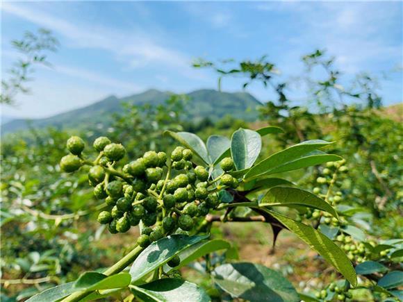 云阳:深度贫困村的花椒产业"逆袭"路