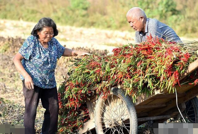 七十多还在种地干活的农民有很多,农村养老到底怎么解决?这说法很现实