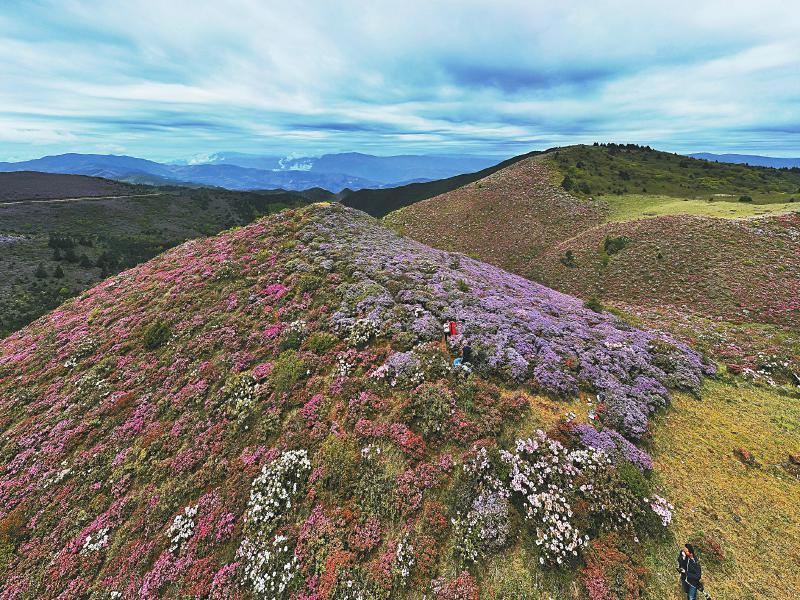 金阳县百草坡美景 野生索玛花漫山遍野竞相绽放