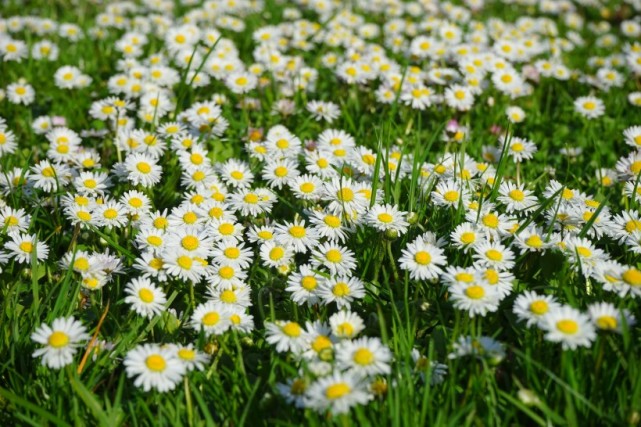 6月份中旬,人见人爱,花见花开,异性缘好到爆的四大生肖