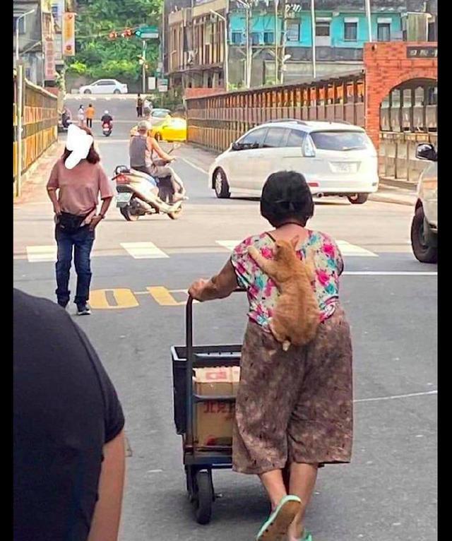 老奶奶在推小车，而猫咪趴在她背上，猫：感受到沉甸甸的爱了吗？