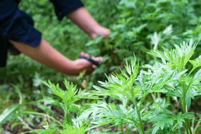 艾灸一忌：选用艾材不分阴阳