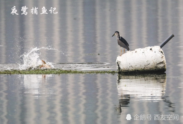 摄影:夜鹭捕鱼记