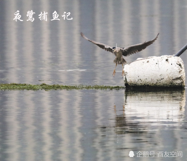 摄影:夜鹭捕鱼记