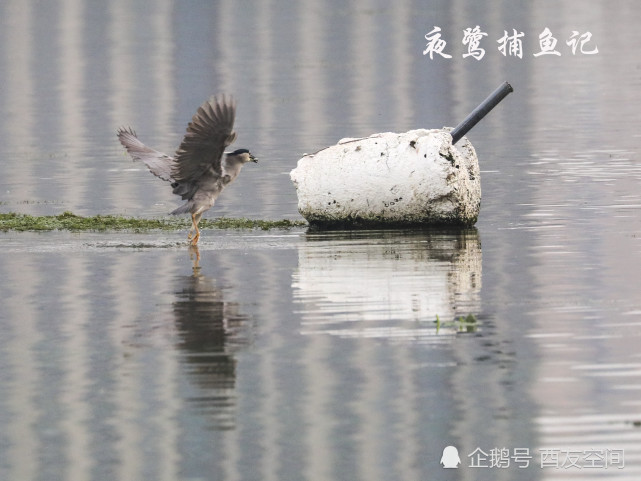 摄影:夜鹭捕鱼记