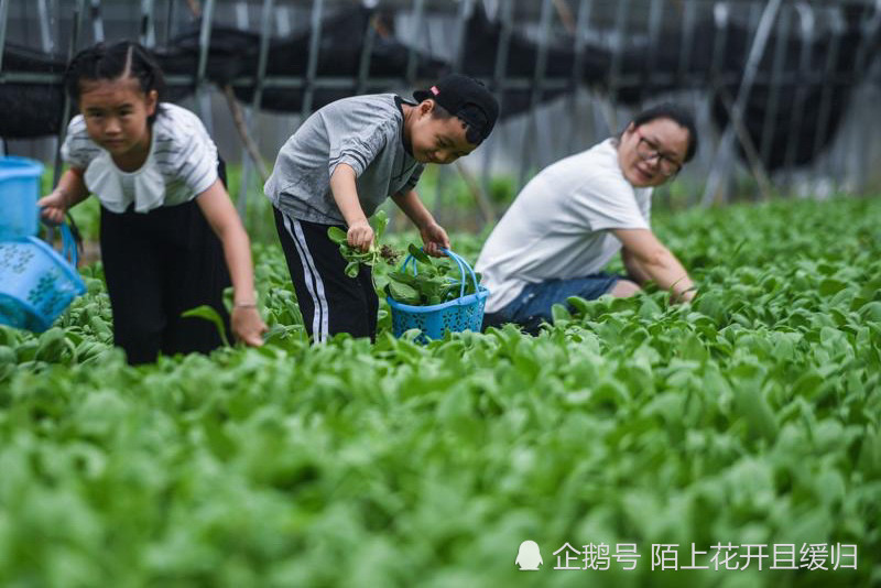 城里人开车去农村种菜,嗅到商机的农村人都已经赚到钱了,你也赶紧学学