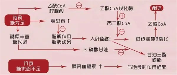 模拟了人体饥饿状态下的代谢 而饥饿状态下 由 脂肪代谢产生的酮体