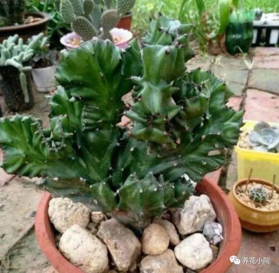 家中养"玉麒麟",做好5项养护,长得健壮,威武霸气能"镇宅"