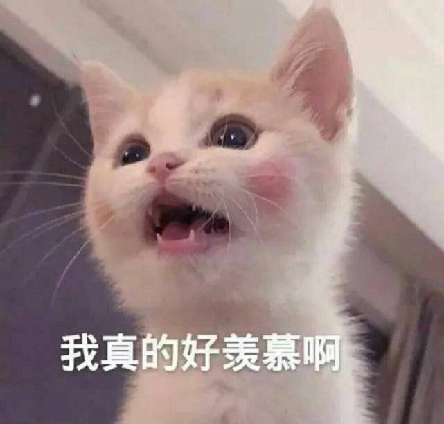 可爱猫咪表情包