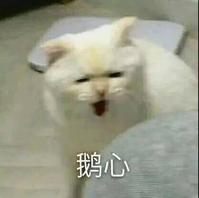 可爱猫咪表情包