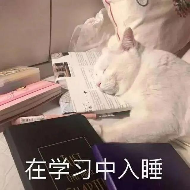 搞笑表情包:我小猪猪先睡为敬!