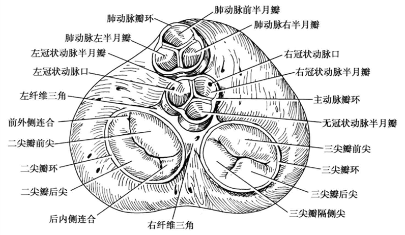 夏季谨防冠心病