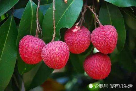 6月是荔枝成熟的季节,你吃过广州从化荔枝吗?