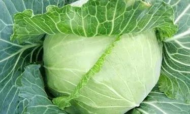 绿甘蓝栽培技术及病虫害防治