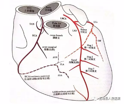 右冠状动脉的主要分支:rca沿途发出后降支,左心室后,锐缘支,右圆锥支