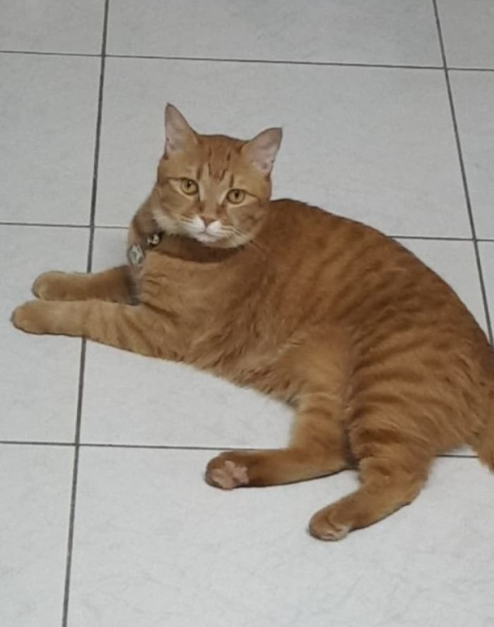 网友自己给猫咪剃毛，中途竟然没电了，橘猫无奈穿新潮“露背装”