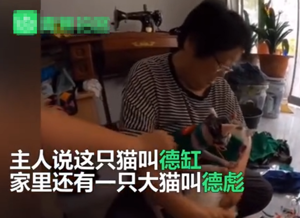东北奶奶给无毛猫织毛衣，连尾巴都给包起来了，逗翻众人！