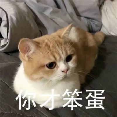 表情包:猫咪看笨蛋表情包合集