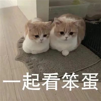 表情包:猫咪看笨蛋表情包合集