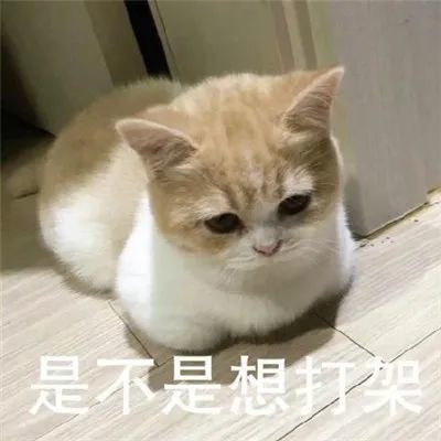 表情包:猫咪看笨蛋表情包合集