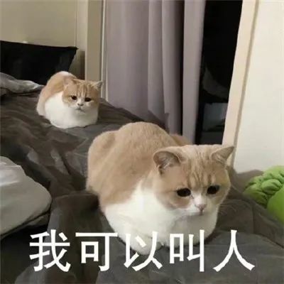 表情包:猫咪看笨蛋表情包合集