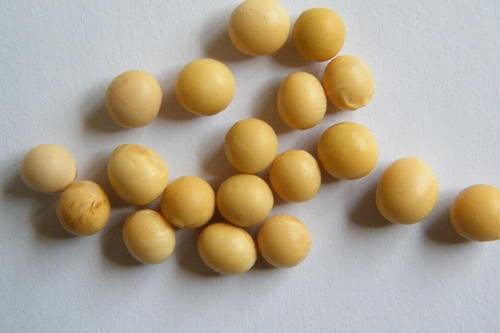 吃转基因食物不安全？营养师：几种食物是转基因，却可以放心吃