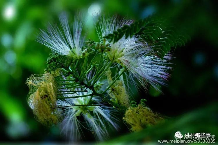 绒花别名合欢花,马缨花,夜合欢,蓉花树,野广木等.