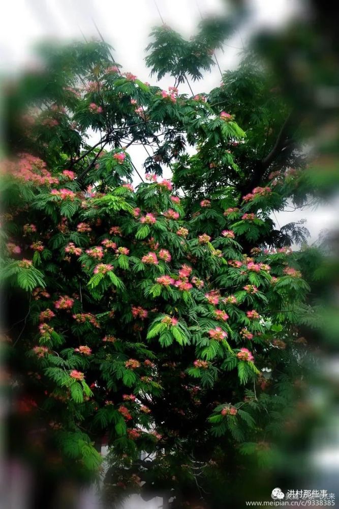 绒花别名合欢花,马缨花,夜合欢,蓉花树,野广木等.