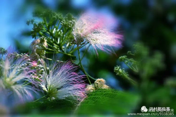 绒花别名合欢花,马缨花,夜合欢,蓉花树,野广木等.