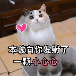 你完了,你妈让你嫁给我～|萌宠表情包