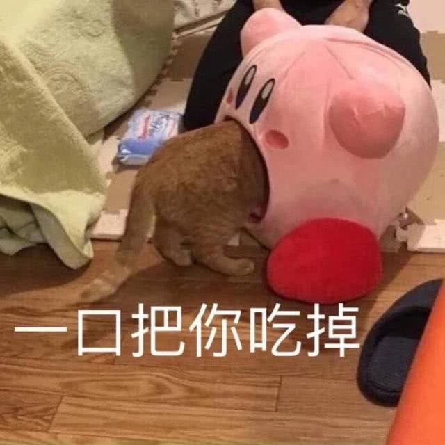 罗熙表情包:我一肚皮拱死你