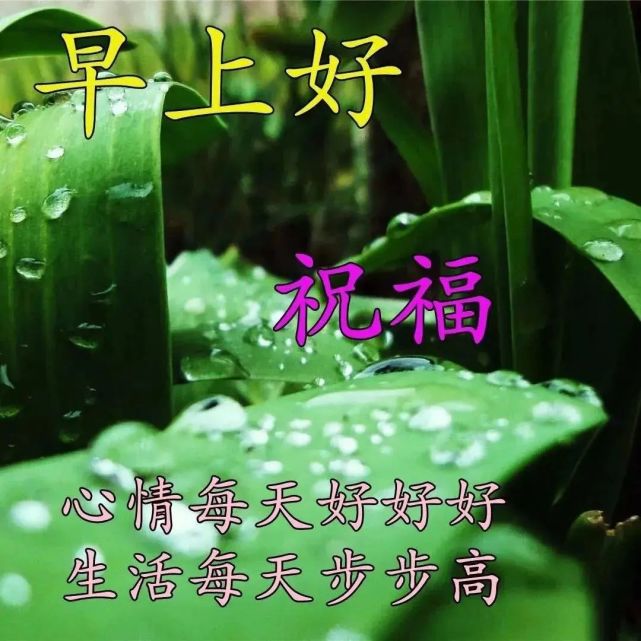 星期三清晨温馨的早上好祝福句子,朋友圈最新早安问候