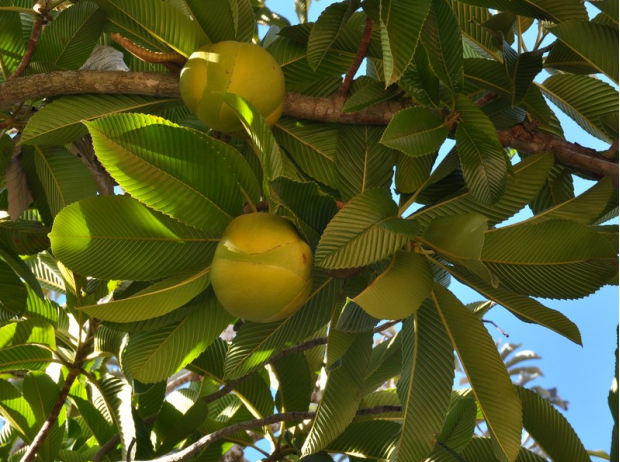 荒野维生野菜系列——五桠果