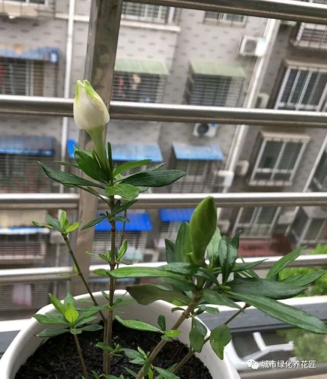 跟踪栀子花从花苞顺利开花的前24小时变化,开花只在一瞬间,太美