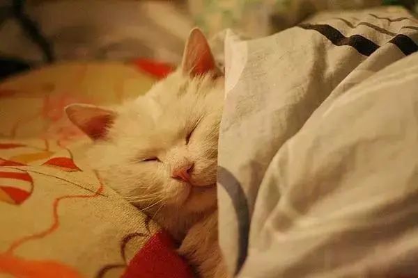 猫咪为什么喜欢和你一起睡,背后的原因很暖心,你猜对